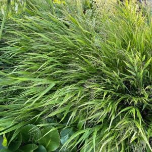 Hakonechloa macra