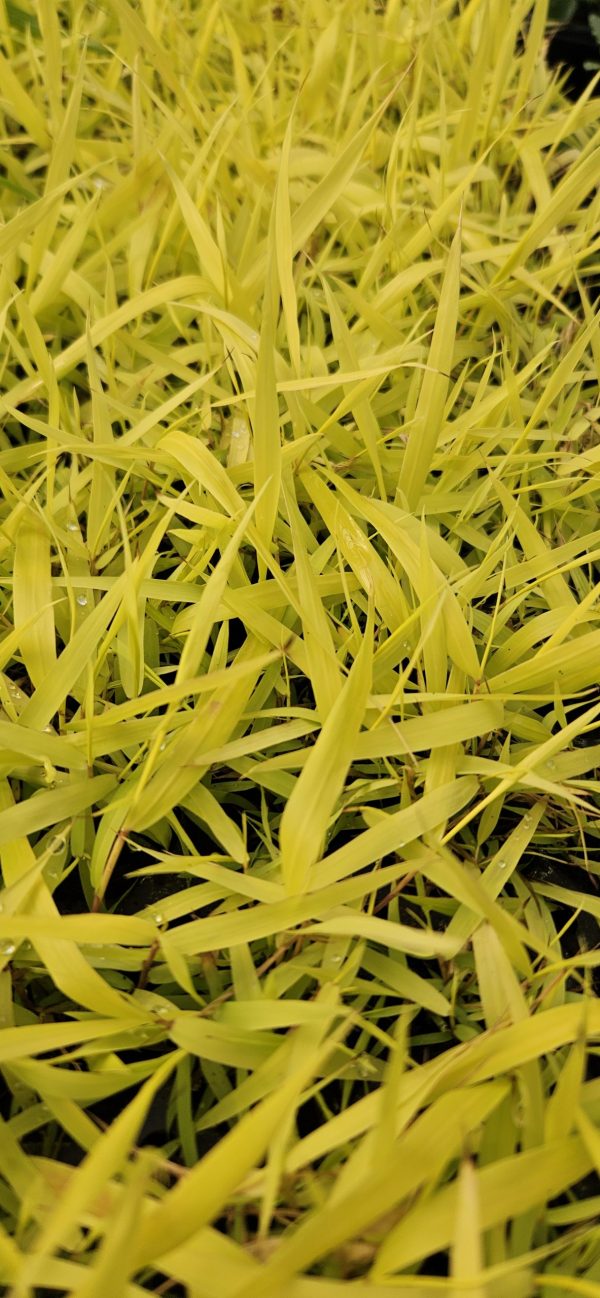 Hakonechloa macra 'Allgold'3 Hakonechloa macra 'Allgold'
