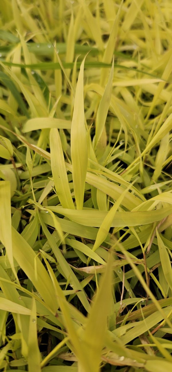 Hakonechloa macra 'Allgold'4 Hakonechloa macra 'Allgold'
