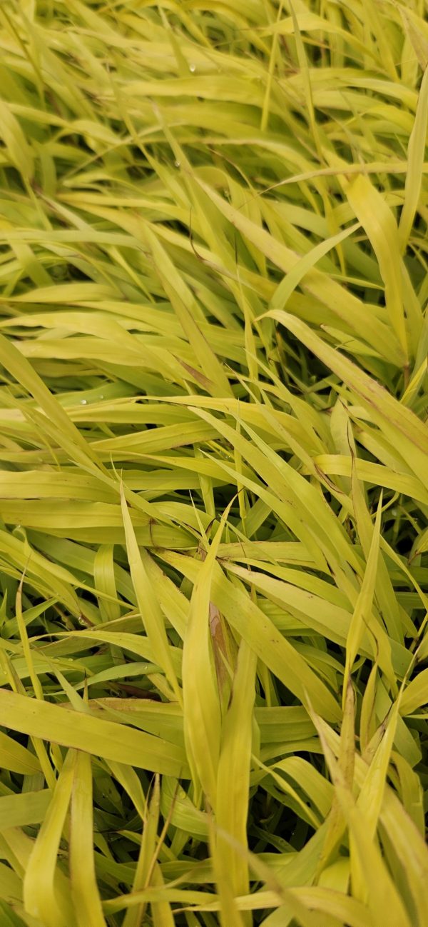 Hakonechloa macra 'Sunflare'2 Hakonechloa macra 'Sunflare'