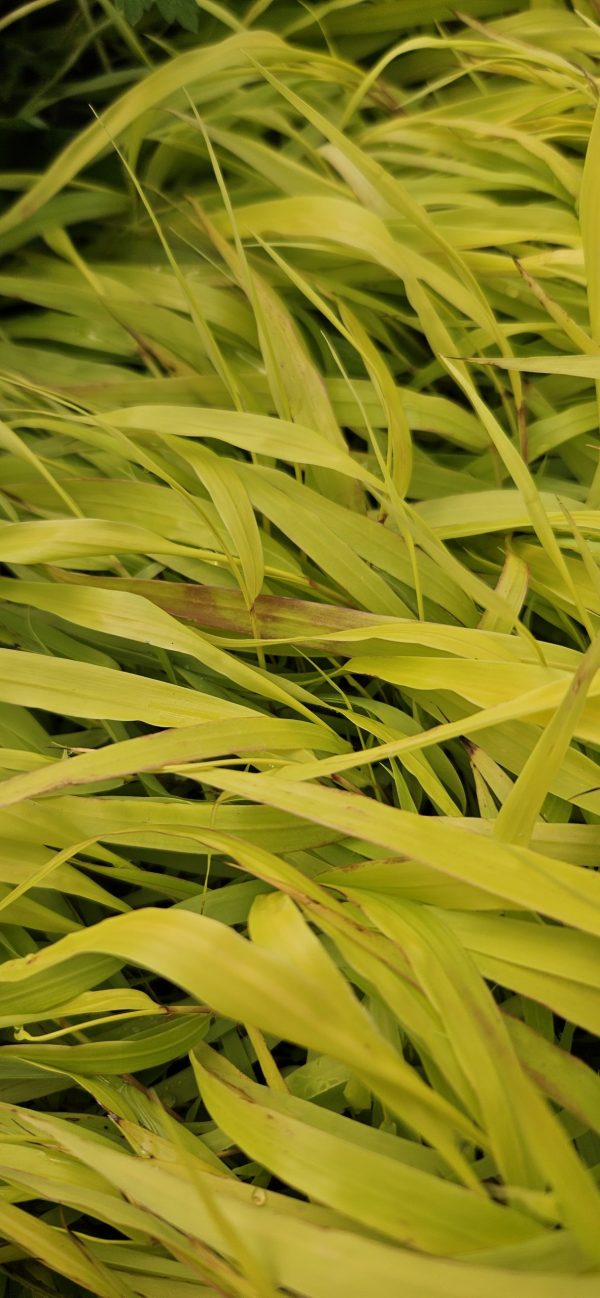 Hakonechloa macra 'Sunflare'3 Hakonechloa macra 'Sunflare'