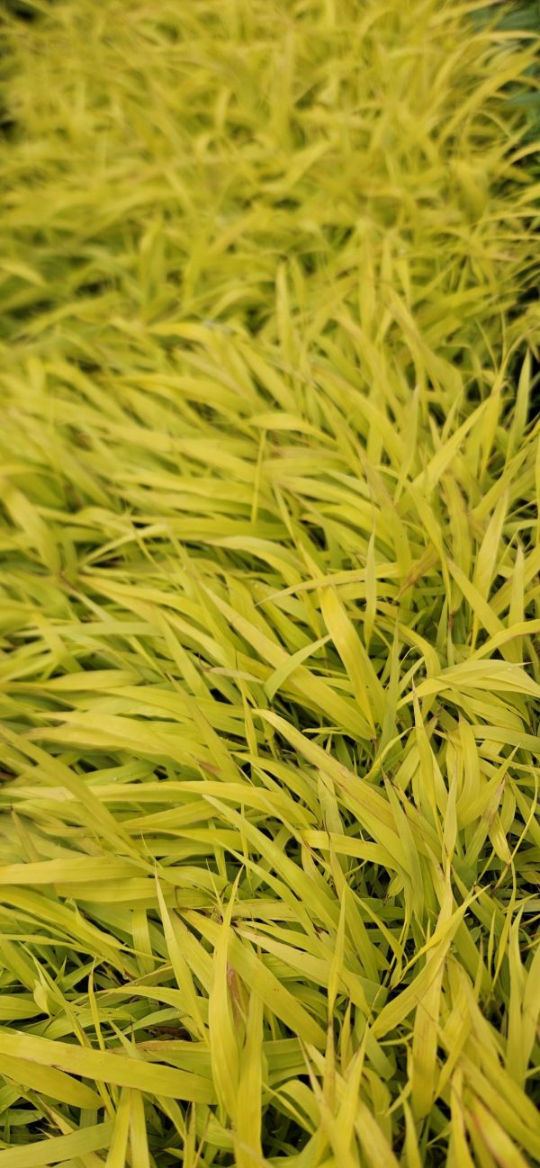 Hakonechloa macra 'Sunflare'4 Hakonechloa macra 'Sunflare'