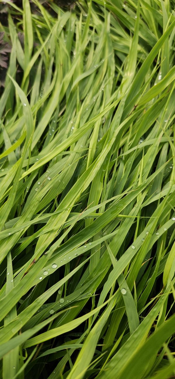 Hakonechloa macra2 Hakonechloa macra