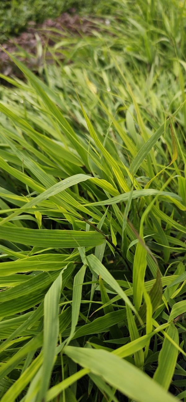 Hakonechloa macra3 Hakonechloa macra