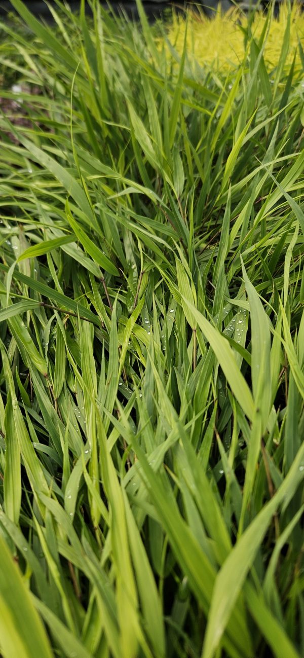 Hakonechloa macra4 Hakonechloa macra