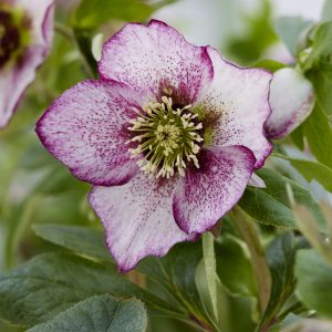 Helleborus orientalis 'Solar Delight'