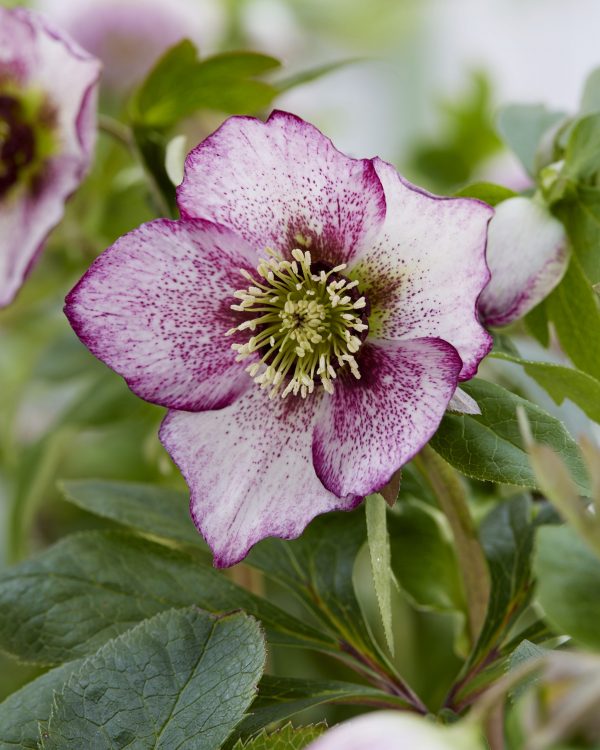 Helleborus 104214 Helleborus orientalis 'Solar Delight'