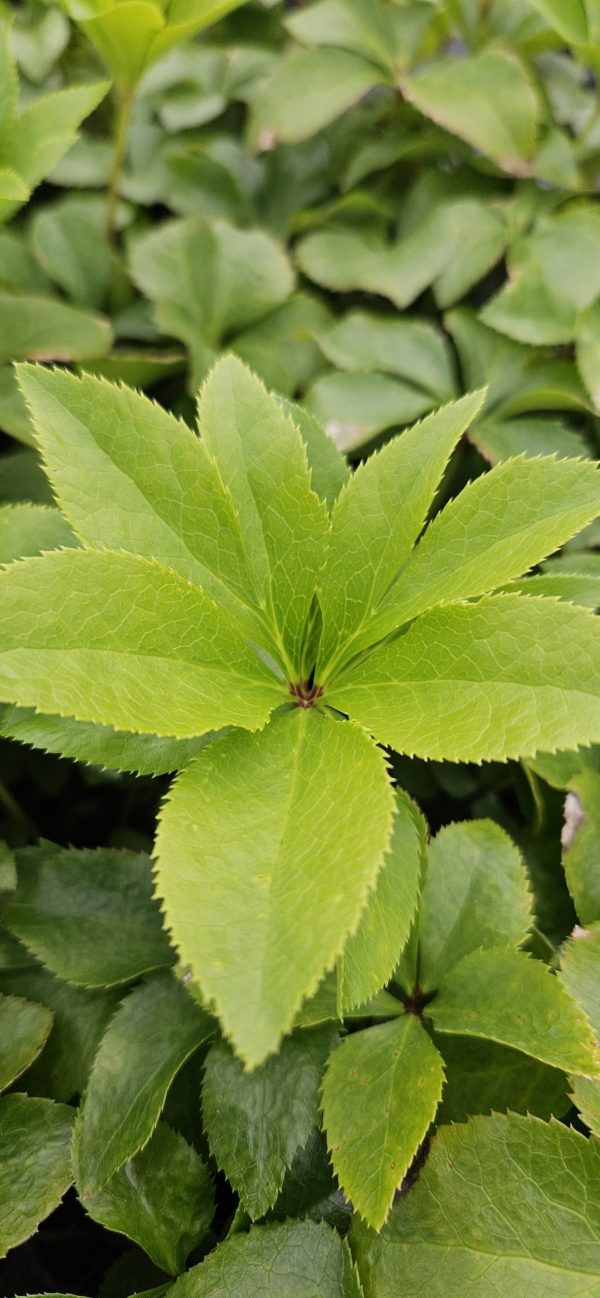 Helleborus orientalis 'Solar Delight'2 Helleborus orientalis 'Solar Delight'