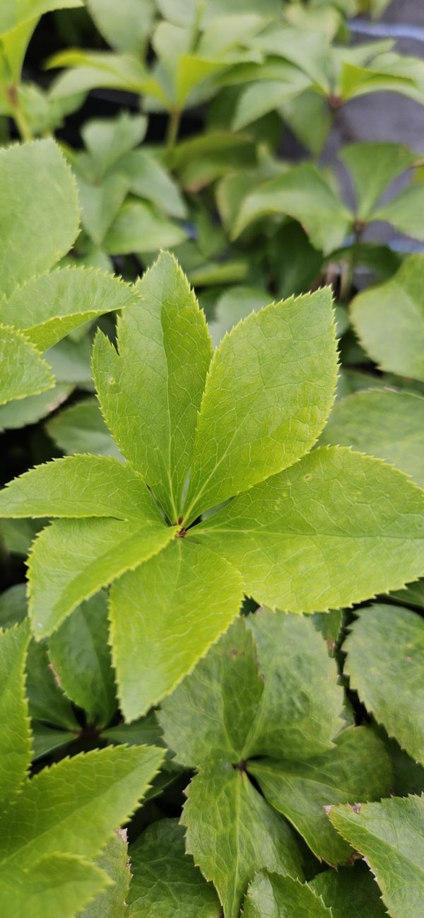 Helleborus orientalis 'Solar Delight'3 Helleborus orientalis 'Solar Delight'