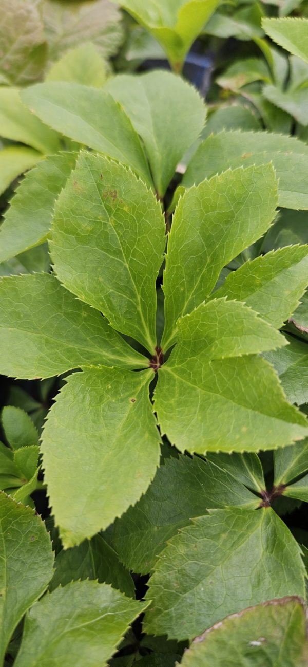 Helleborus orientalis 'Solar Delight'4 Helleborus orientalis 'Solar Delight'