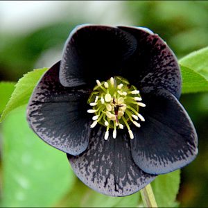 Helleborus orientalis 'Solar Night'
