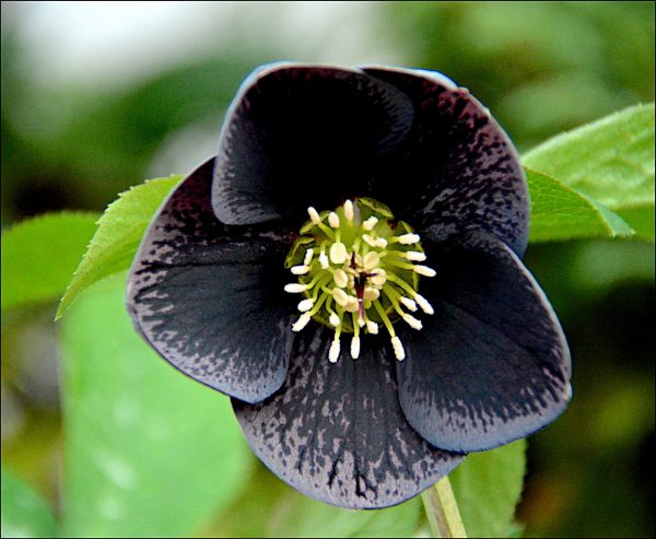 Helleborus orientalis 'Solar Night' Helleborus orientalis 'Solar Night'