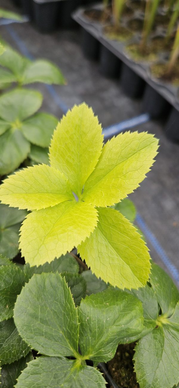 Helleborus orientalis 'Solar Night'3 Helleborus orientalis 'Solar Night'