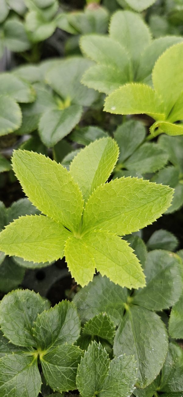 Helleborus orientalis 'Solar Night'4 Helleborus orientalis 'Solar Night'