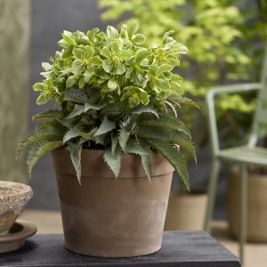 Helleborus × nigercors 'The Rockies Pike Peak'