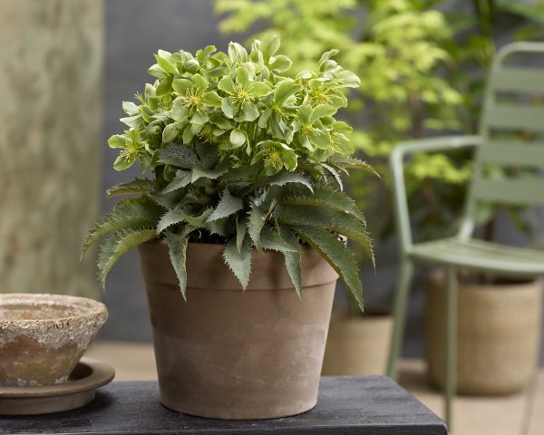 Helleborus Pike’s Peak The Rockies Helleborus × nigercors 'The Rockies Pike Peak'