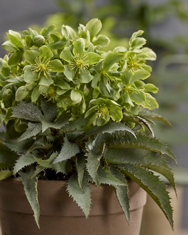 Helleborus Pike’s Peak The Rockies Helleborus × nigercors 'The Rockies Pike Peak'