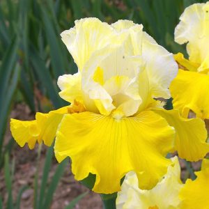 Iris 'Lune et Soleil'