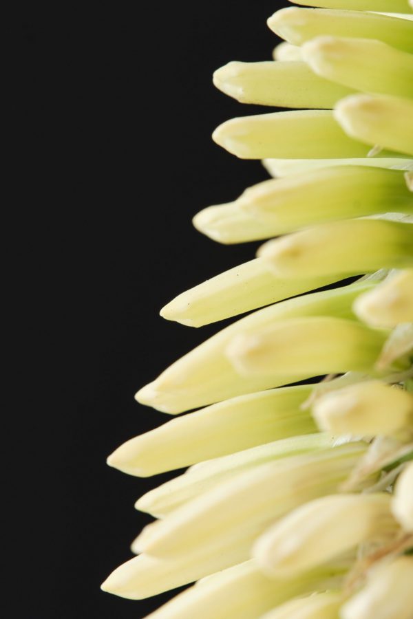 Kniphofia 'Magical Snow Torch' Kniphofia 'Magical Snow Torch'2