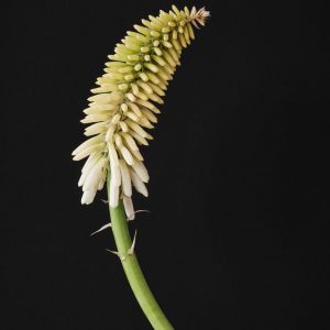 Kniphofia 'Magical Snow Torch'