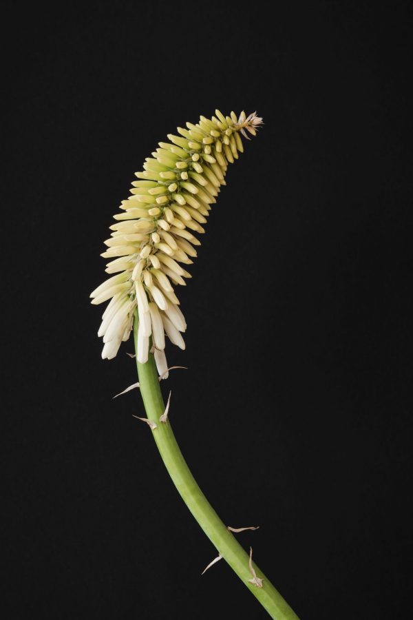 Kniphofia 'Magical Snow Torch'2 Kniphofia 'Magical Snow Torch'