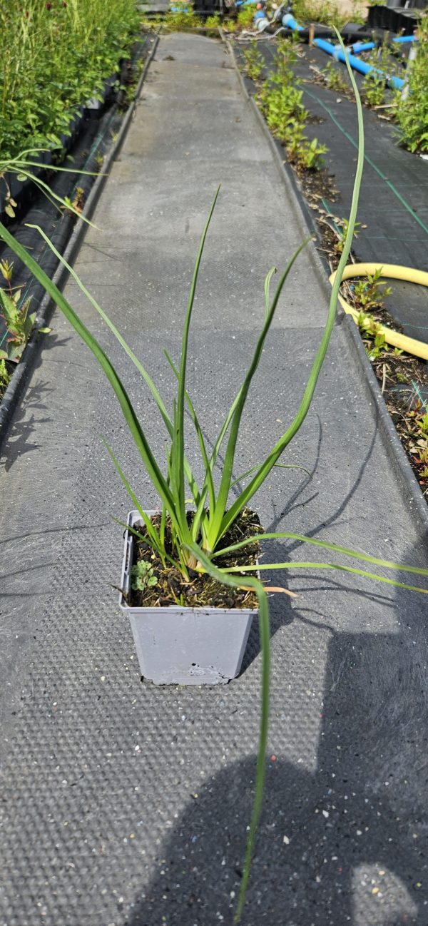 Kniphofia 'Magical Snow Torch'3 Kniphofia 'Magical Snow Torch'3