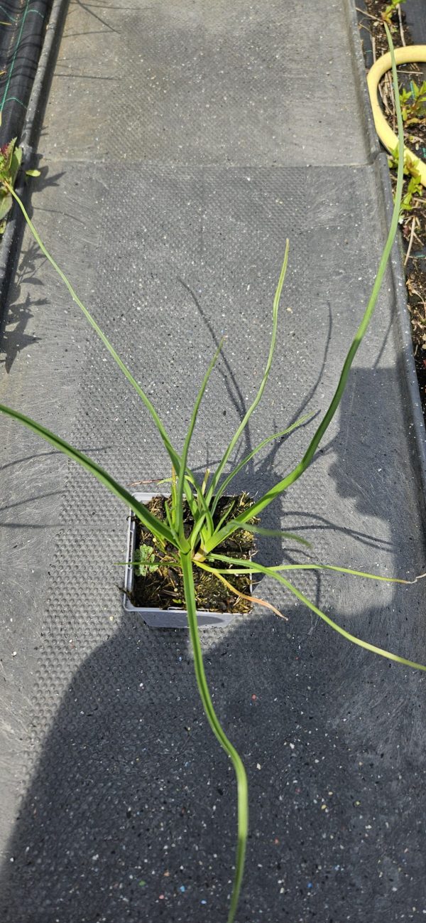 Kniphofia 'Magical Snow Torch'4 Kniphofia 'Magical Snow Torch'4