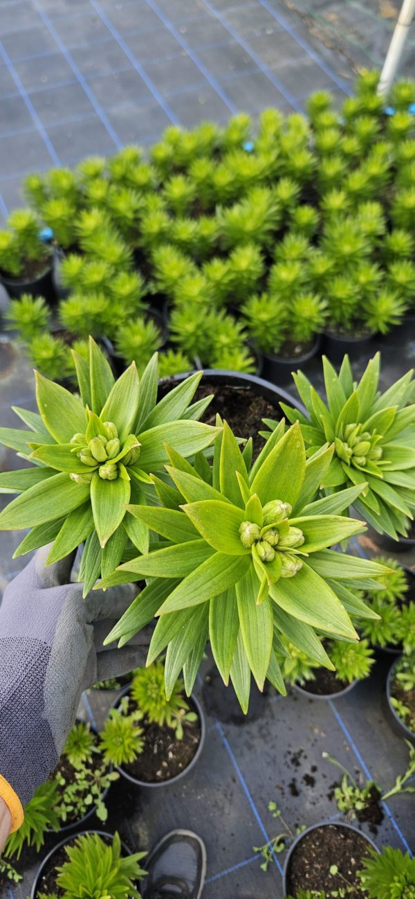 Lilium 'Pixie White' Lilium 'Pixie White'