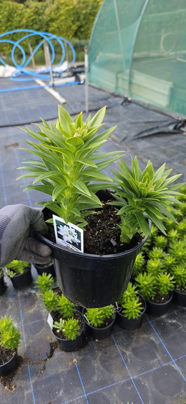 Lilium 'Pixie White'2 Lilium 'Pixie White'