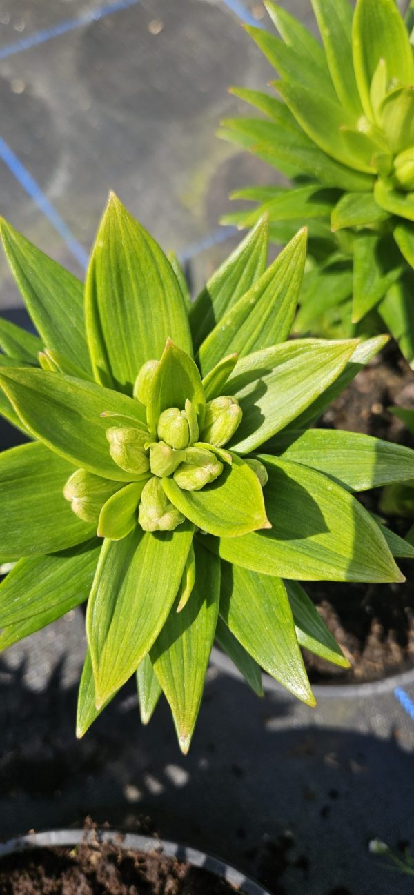 Lilium 'Pixie White'3 Lilium 'Pixie White'