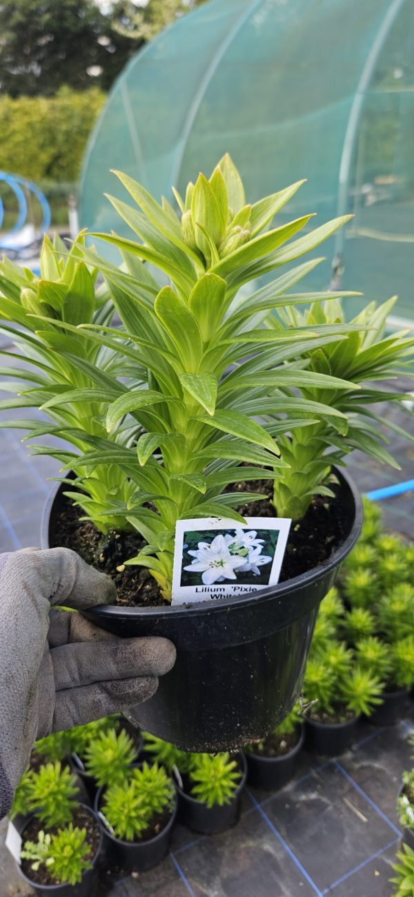 Lilium 'Pixie White'4 Lilium 'Pixie White'