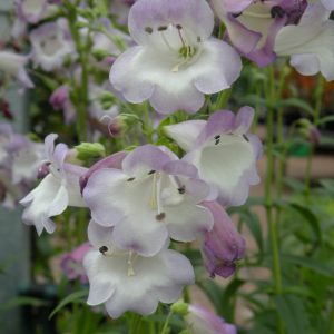 Penstemon 'Alice Hindley'