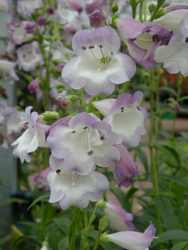 Penstemon 'Alice Hindley' Penstemon 'Alice Hindley'