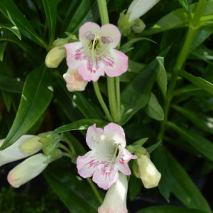 Penstemon 'Pensham Capricorn Moon'