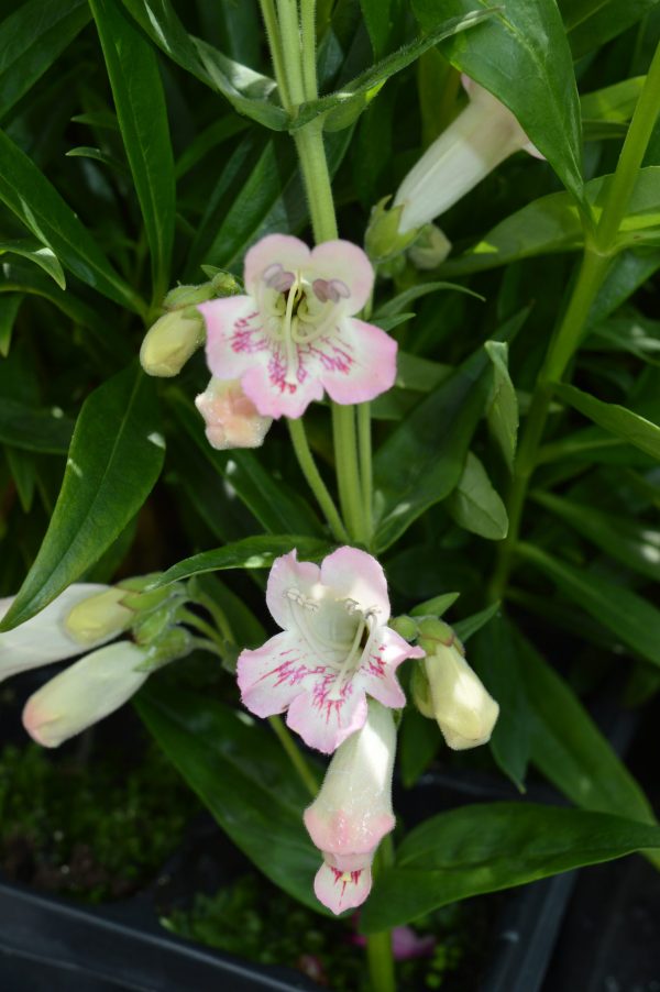 Penstemon 'Pensham Capricorn Moon' Penstemon 'Pensham Capricorn Moon'
