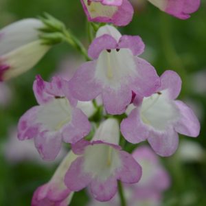 Penstemon 'Tayberry Ice'