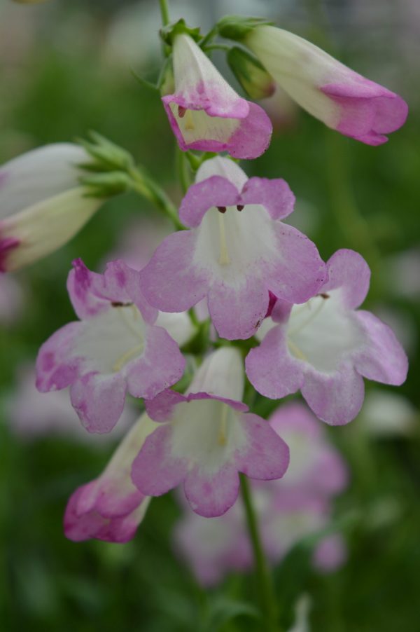 Penstemon 'Tayberry Ice' Penstemon 'Tayberry Ice'