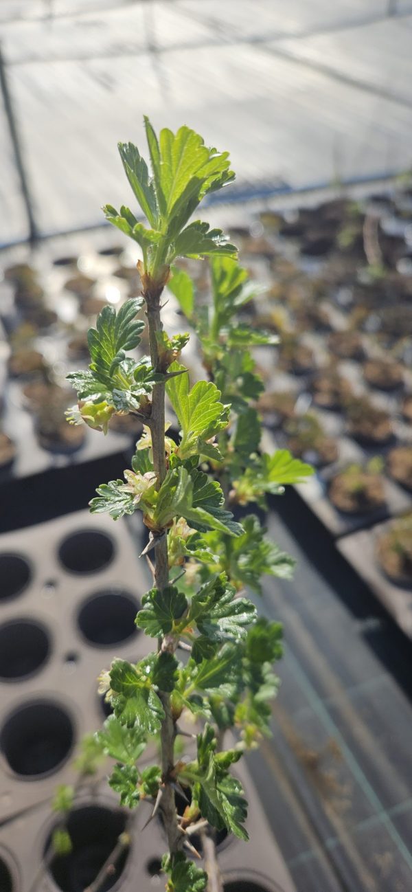 Ribes uva-crispa 'Hinnomaki Red'