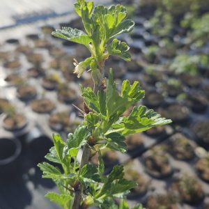 Ribes uva-crispa 'Hinnomaki Red'