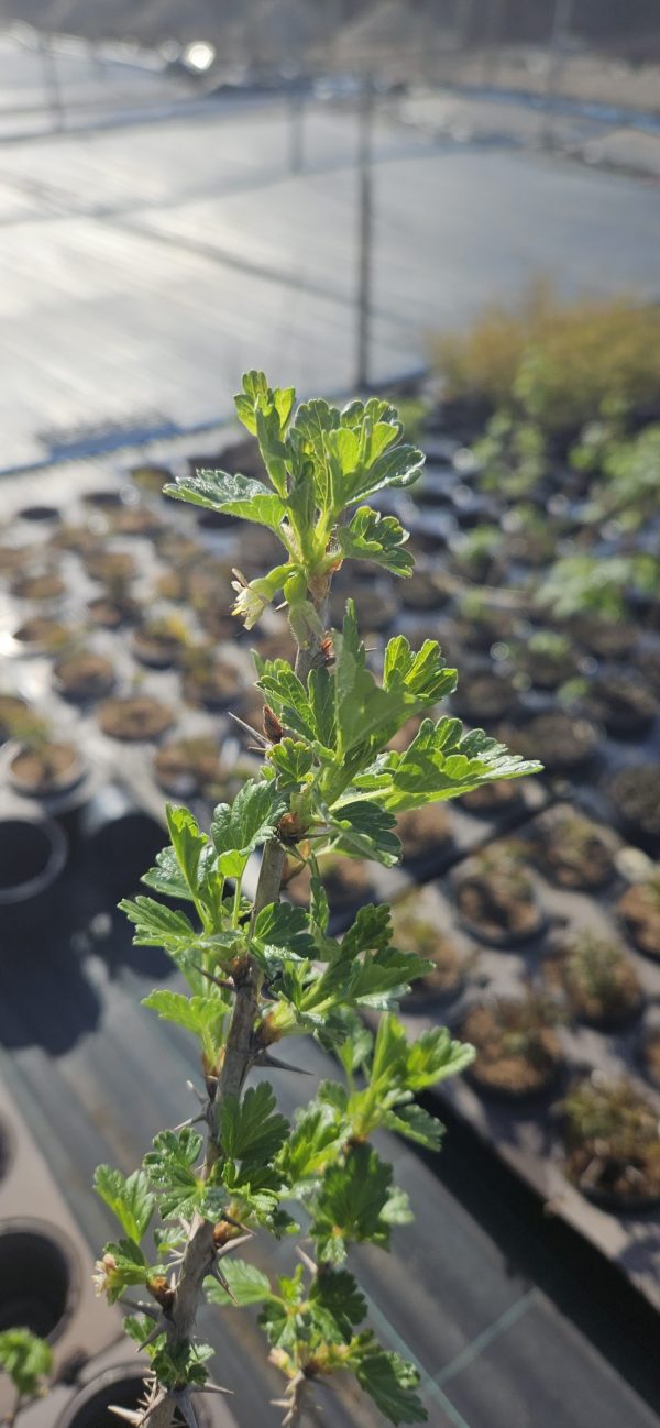 Ribes uva-crispa 'Hinnomaki Red'