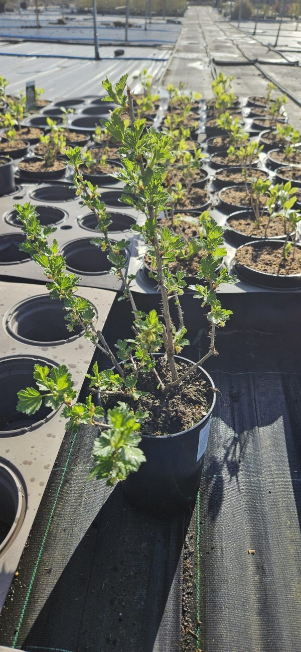 Ribes uva-crispa 'Hinnomaki Red'