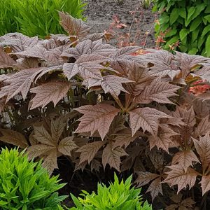 Rodgersia podophylla 'Braunlaub'