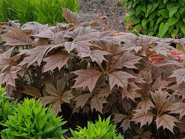 Rodgersia podophylla 'Braunlaub' Rodgersia podophylla 'Braunlaub'