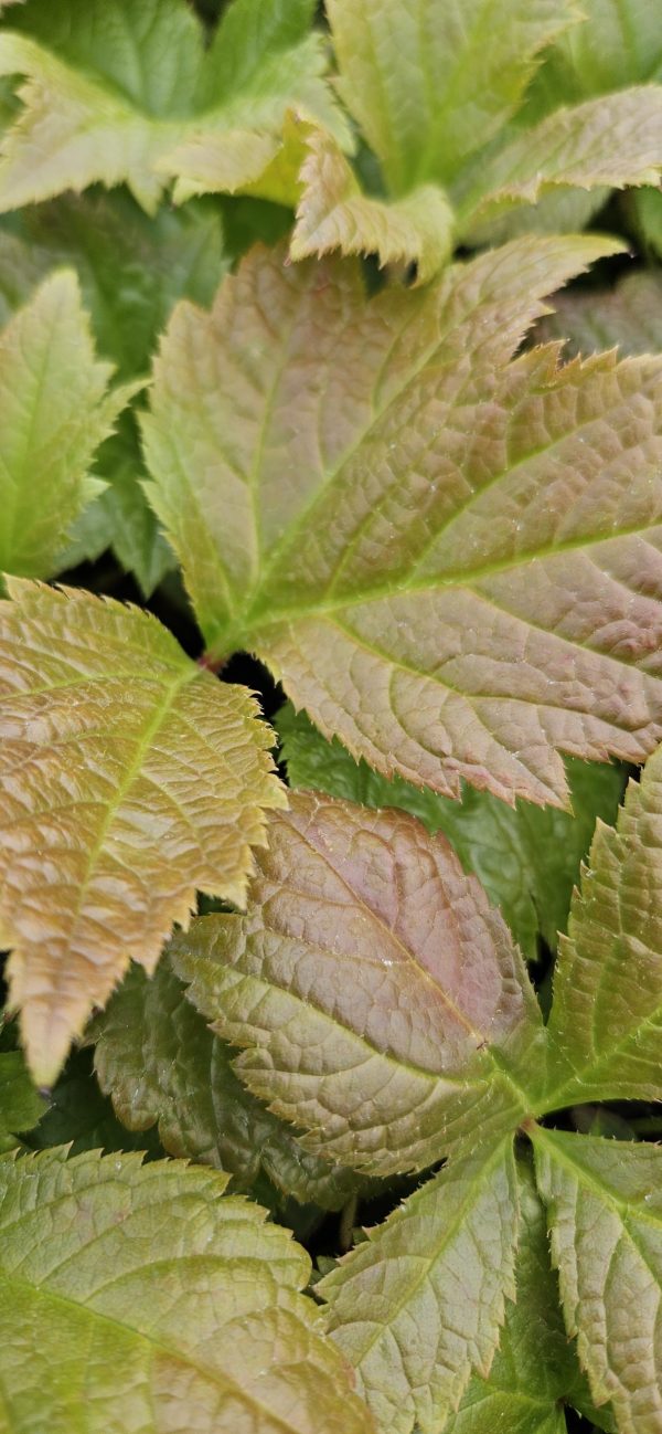 Rodgersia podophylla 'Braunlaub'2 Rodgersia podophylla 'Braunlaub'