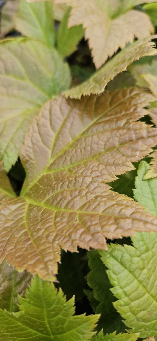 Rodgersia podophylla 'Braunlaub'3 Rodgersia podophylla 'Braunlaub'