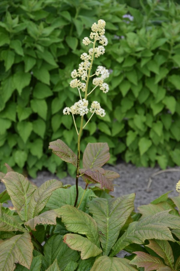 Rodgersia podophylla 'Braunlaub'4 Rodgersia podophylla 'Braunlaub'