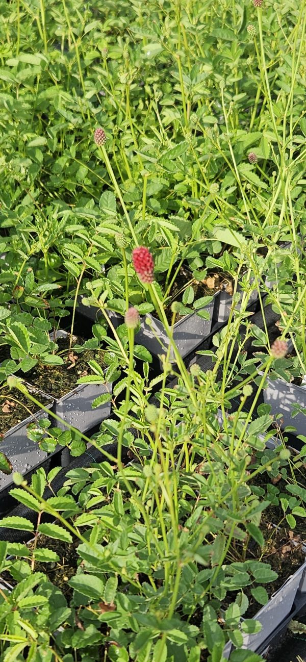 Sanguisorba 'Beetlewings' Sanguisorba 'Beetlewings'