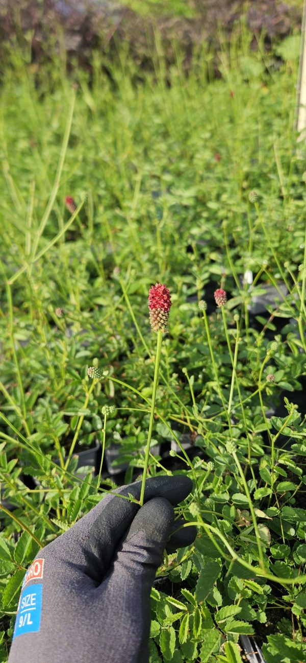Sanguisorba 'Beetlewings'2 Sanguisorba 'Beetlewings'