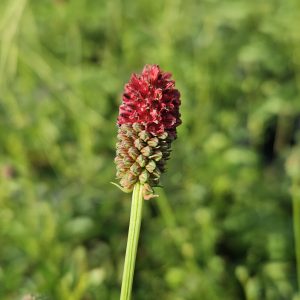 Sanguisorba 'Beetlewings'