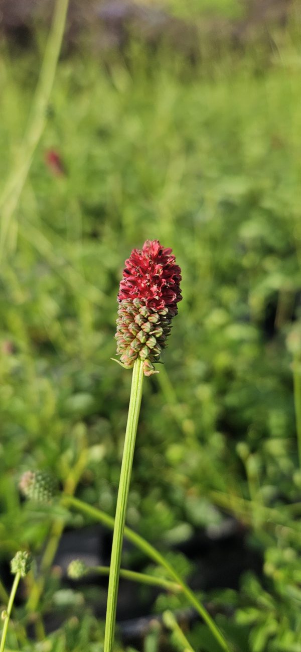Sanguisorba 'Beetlewings'3 Sanguisorba 'Beetlewings'